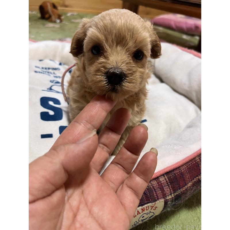 販売中の埼玉県のミックス犬-403917の2枚目