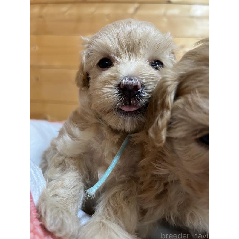 販売中の埼玉県のミックス犬-403918の7枚目