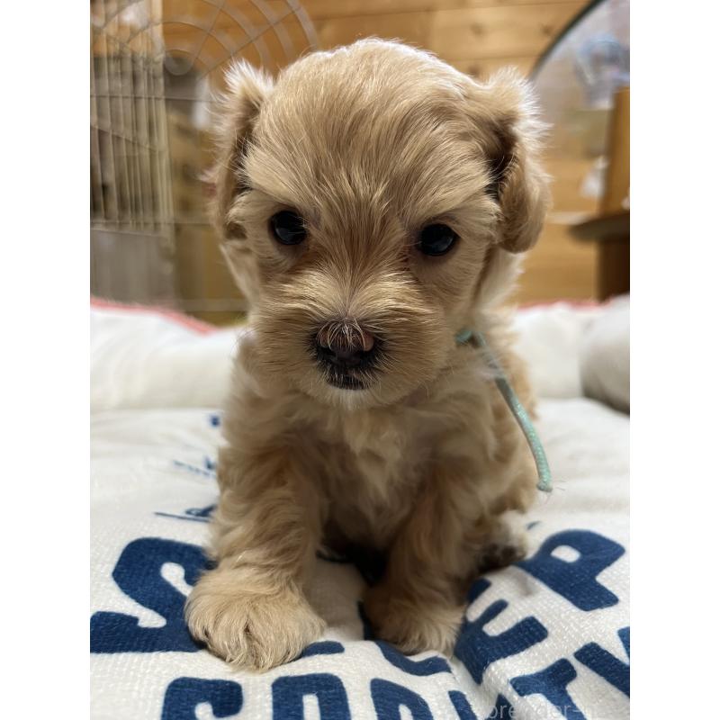 販売中の埼玉県のミックス犬-403918の6枚目