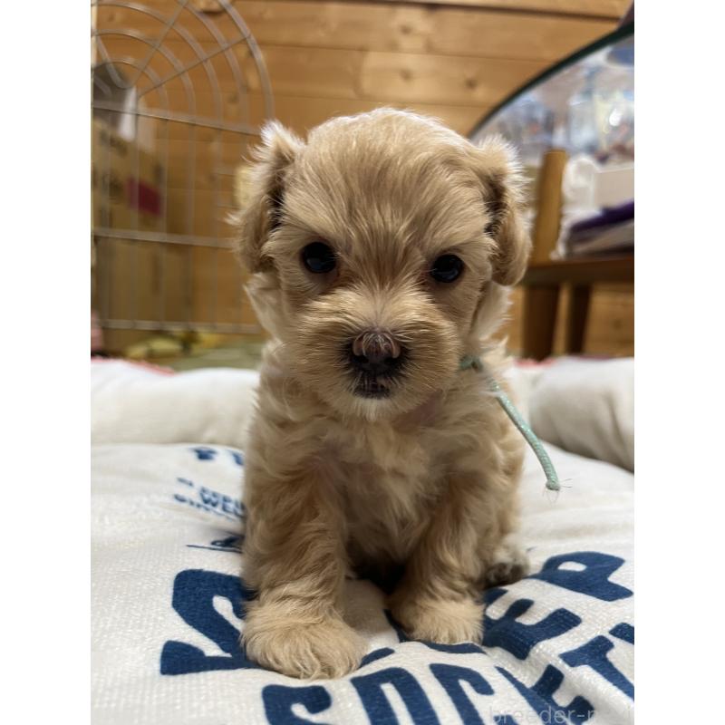 販売中の埼玉県のミックス犬-403918の5枚目