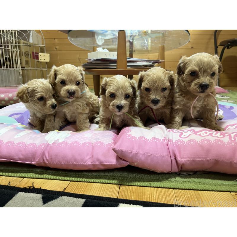 販売中の埼玉県のミックス犬-403918の3枚目