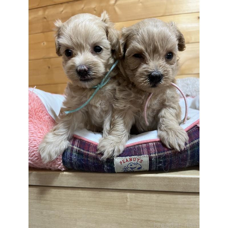 販売中の埼玉県のミックス犬-403918の2枚目