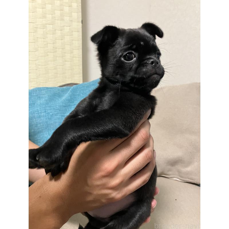 販売中の千葉県のミックス犬-395024の2枚目