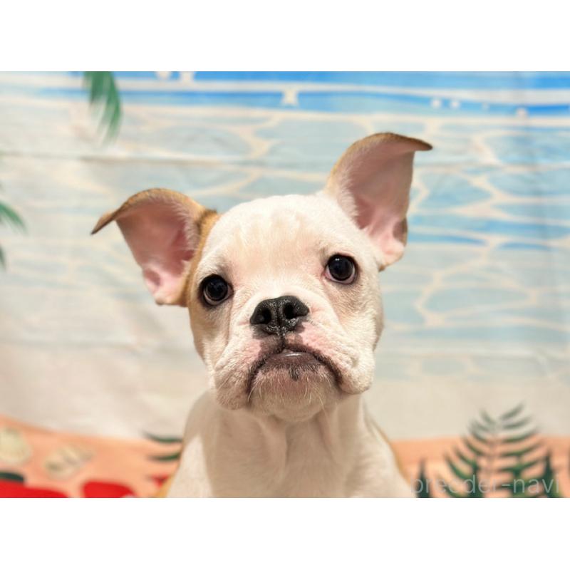販売中の愛知県のミックス犬-388182