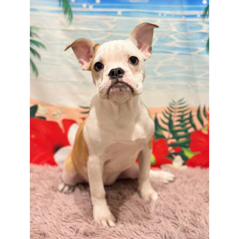 販売中の愛知県のミックス犬-388182の2枚目
