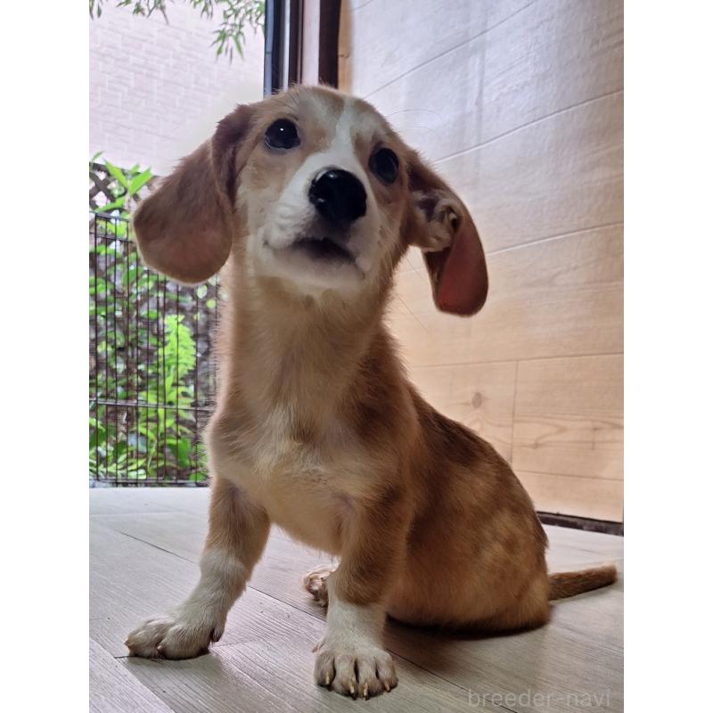 販売中の神奈川県のミックス犬-393452の13枚目