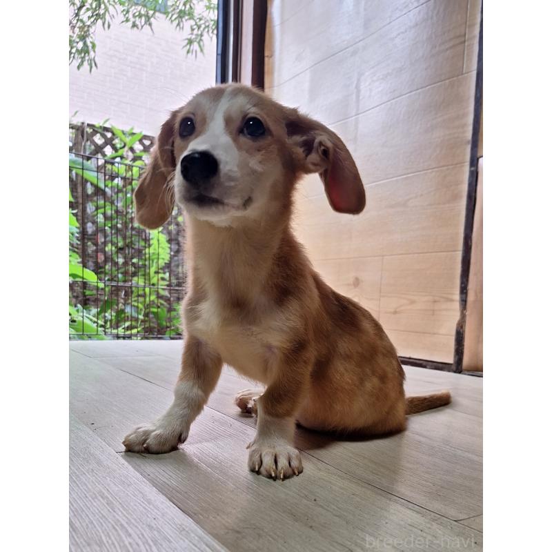 販売中の神奈川県のミックス犬-393452の12枚目