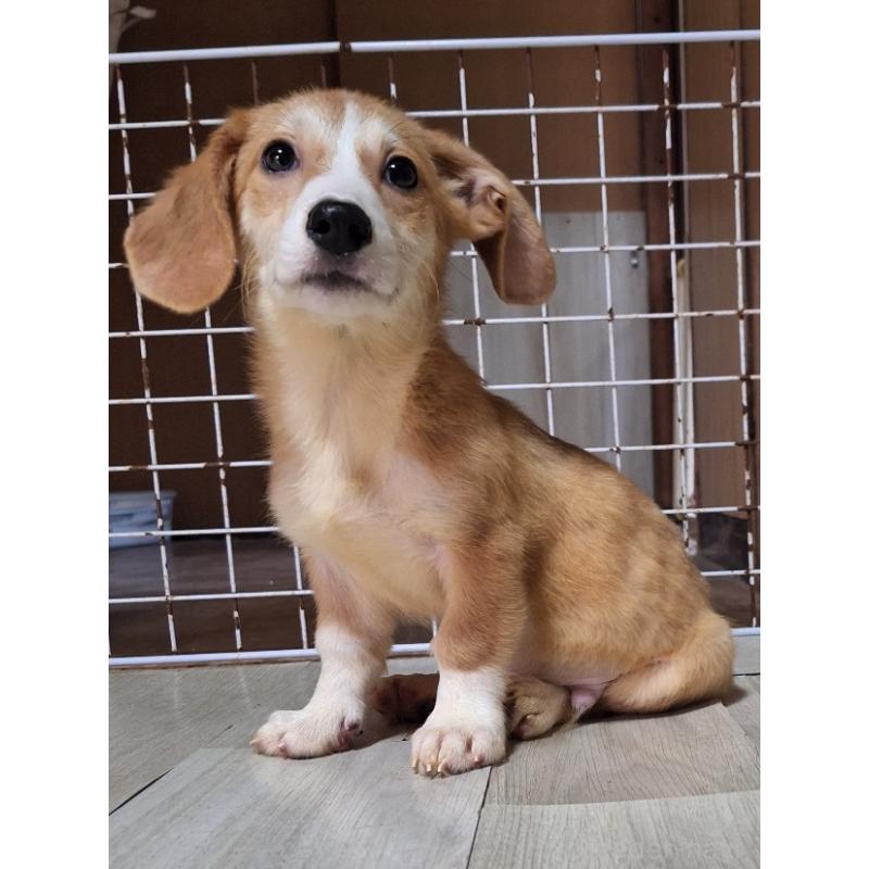 販売中の神奈川県のミックス犬-393452の10枚目