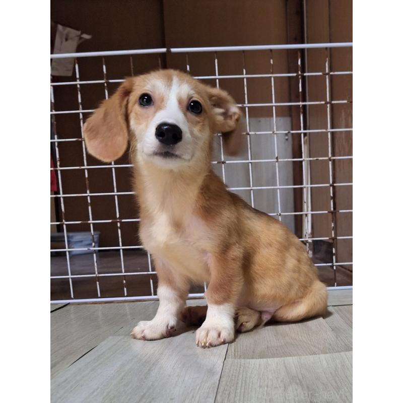 販売中の神奈川県のミックス犬-393452の9枚目