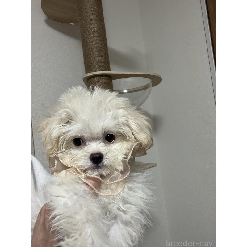 販売中の埼玉県のミックス犬-403681の14枚目