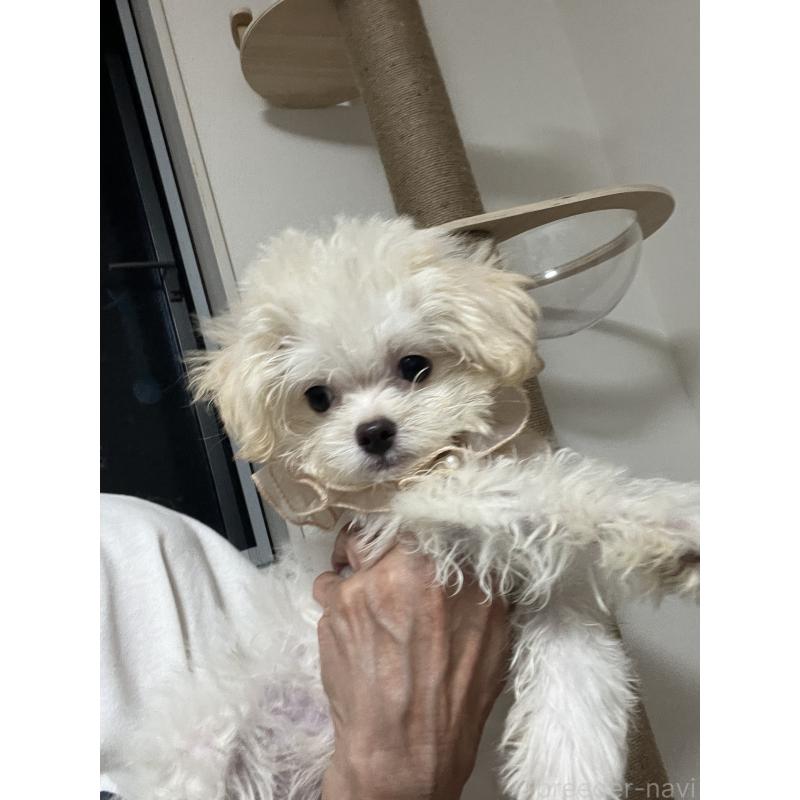 販売中の埼玉県のミックス犬-403681の13枚目