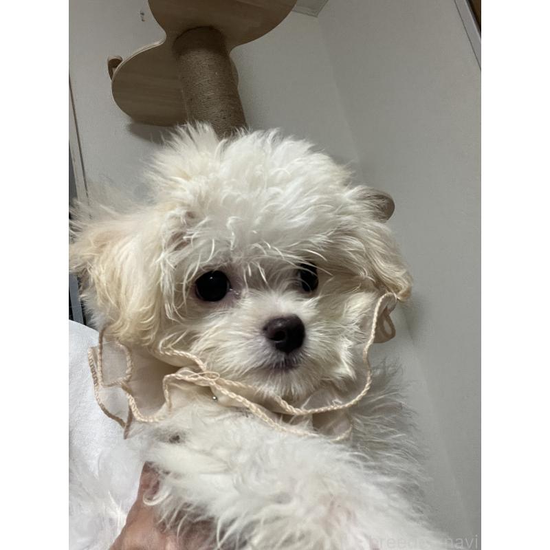 販売中の埼玉県のミックス犬-403681の12枚目