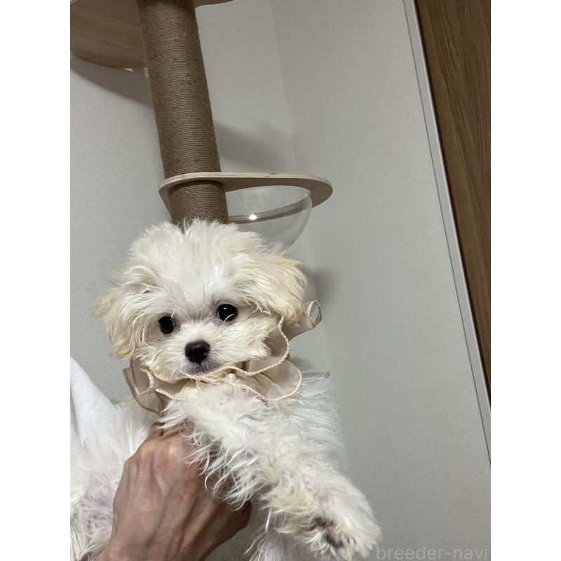 販売中の埼玉県のミックス犬-403681の11枚目