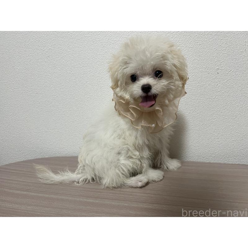販売中の埼玉県のミックス犬-403681の10枚目
