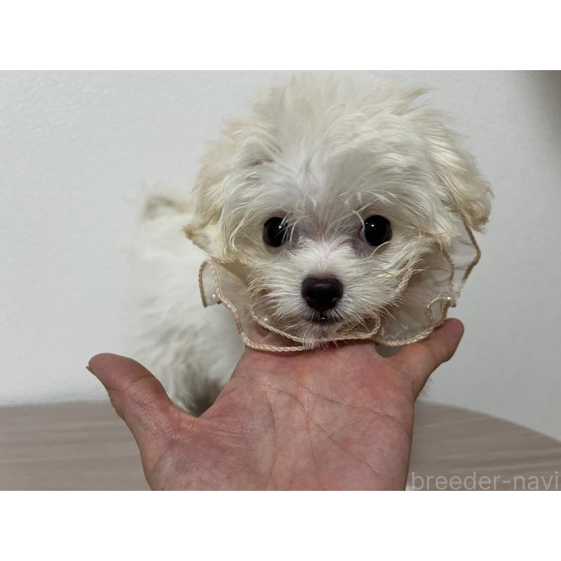販売中の埼玉県のミックス犬-403681の9枚目