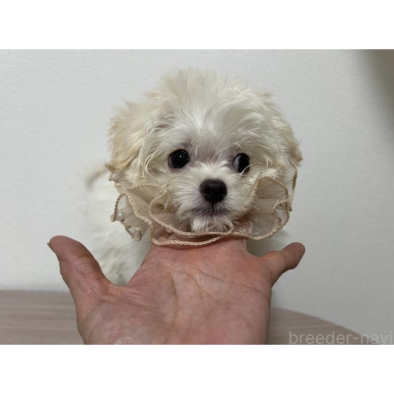 販売中の埼玉県のミックス犬-403681の8枚目