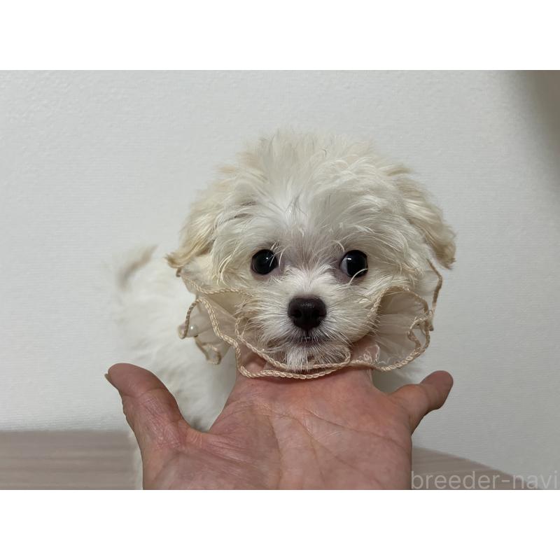 販売中の埼玉県のミックス犬-403681の7枚目