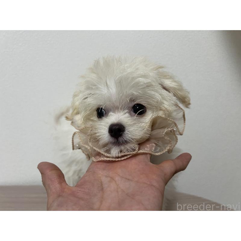 販売中の埼玉県のミックス犬-403681の6枚目