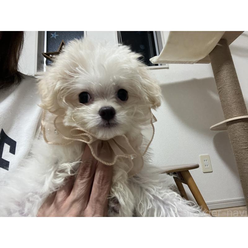 販売中の埼玉県のミックス犬-403681の5枚目