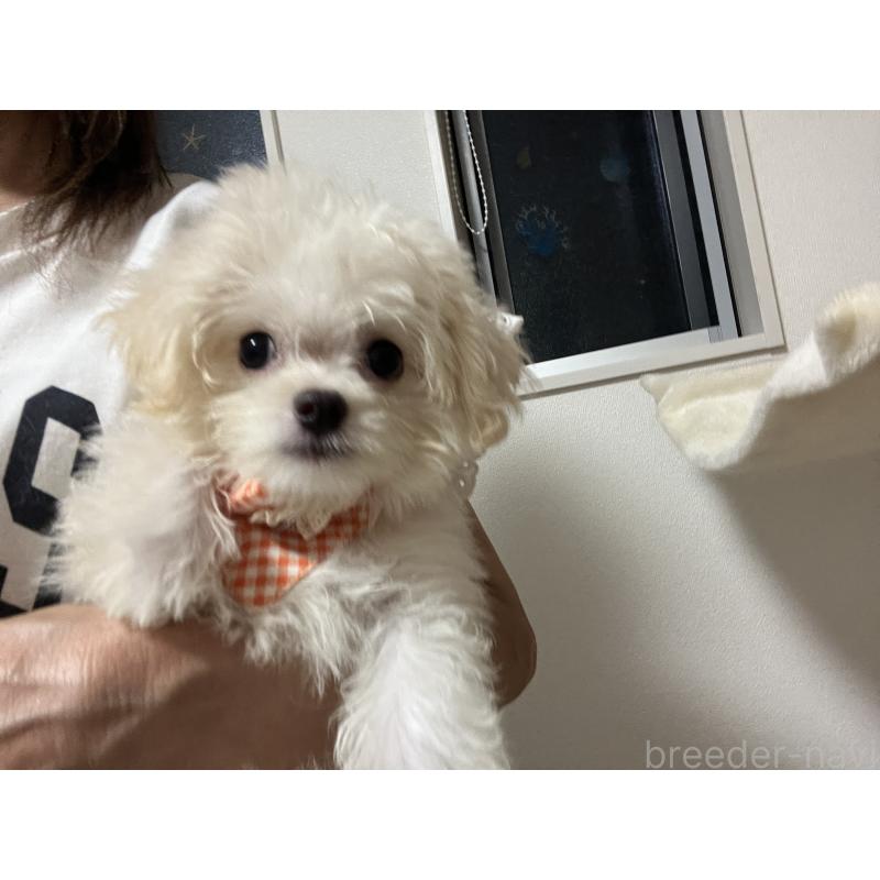 販売中の埼玉県のミックス犬-403681の2枚目