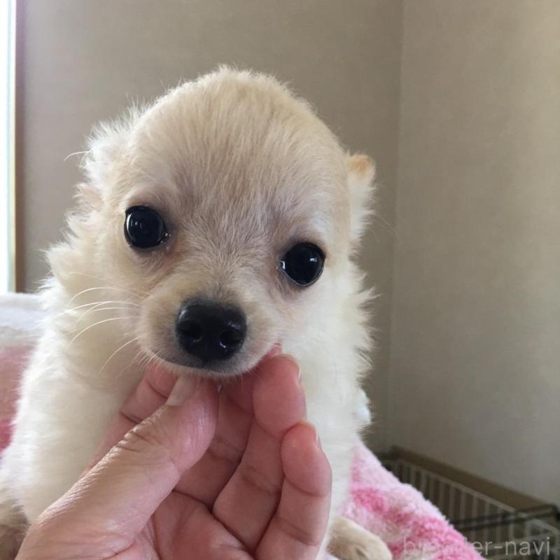 販売中の茨城県のポメチワ:ポメラニアン×チワワ-403687の1枚目