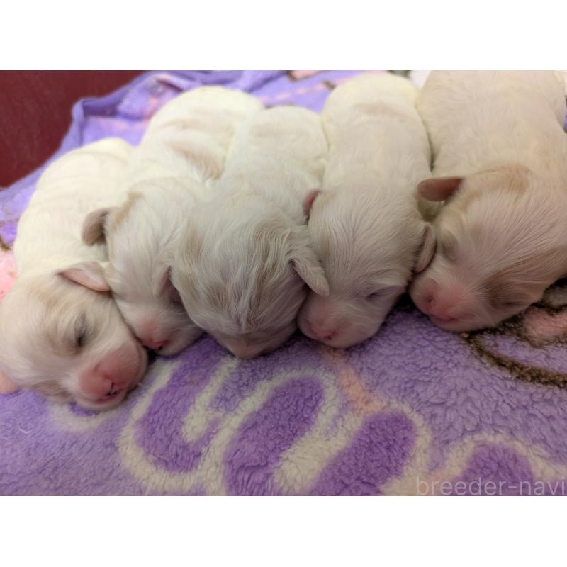 販売中の滋賀県のミックス犬-401295