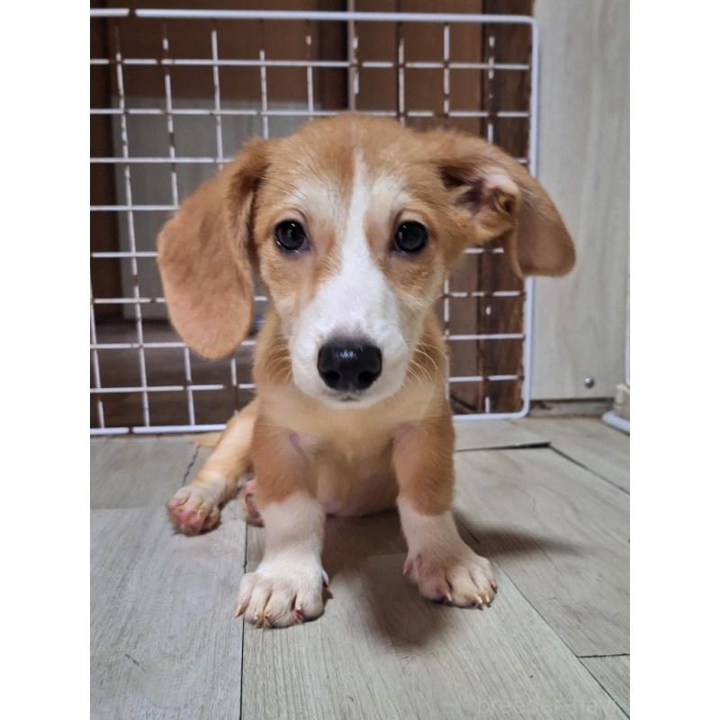 販売中の神奈川県のミックス犬-393452の7枚目