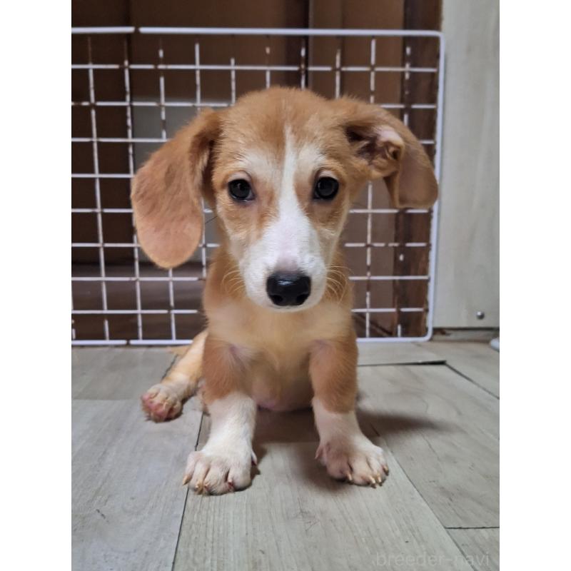 販売中の神奈川県のミックス犬-393452の6枚目