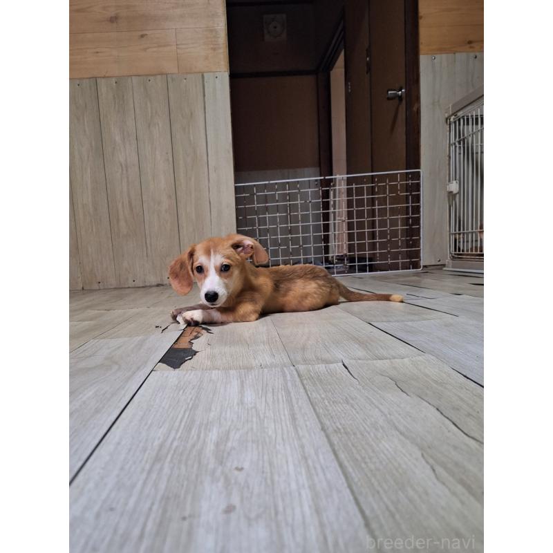販売中の神奈川県のミックス犬-393452の4枚目