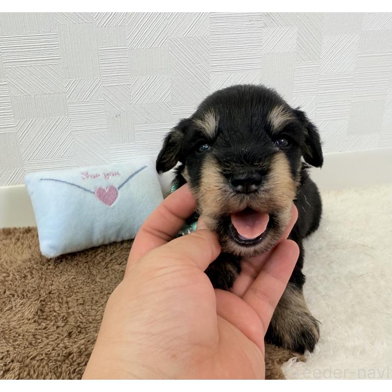 販売中の埼玉県のミニチュアシュナウザー-403966の4枚目