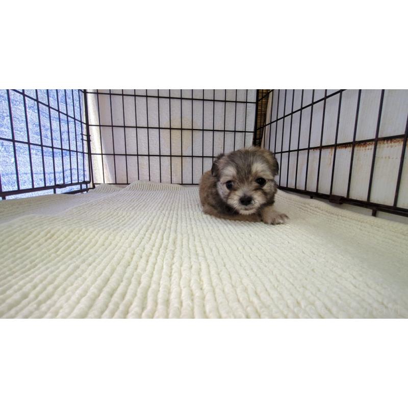 販売中の茨城県のチワマル:チワワ×マルチーズ-388709の3枚目