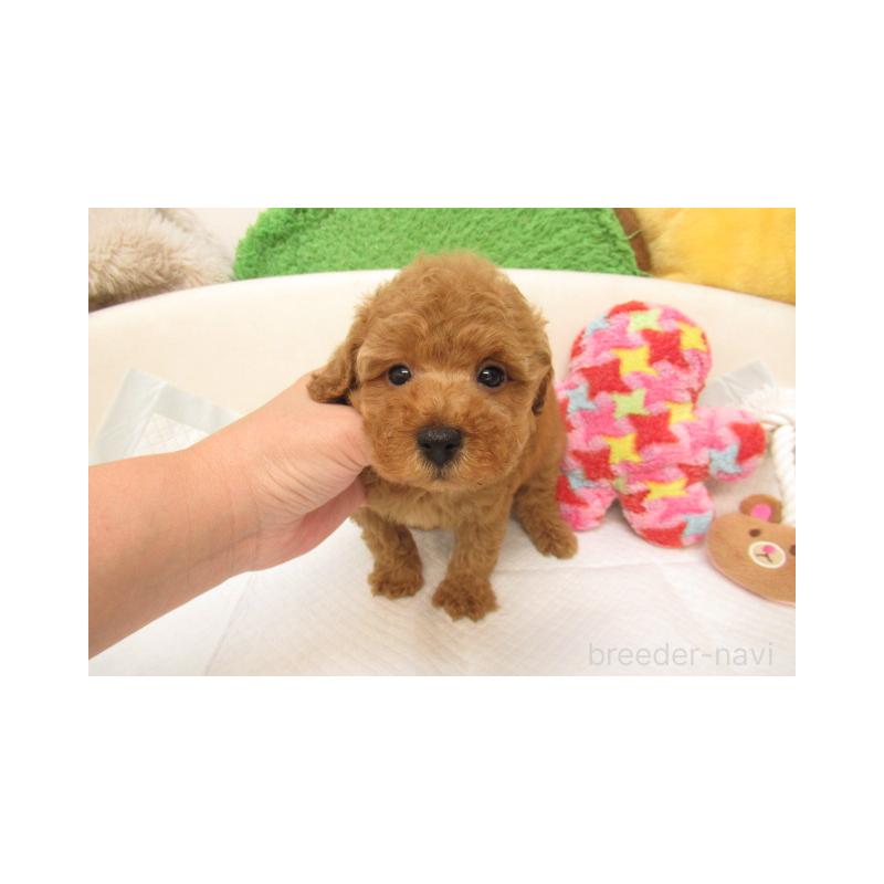 販売中の大阪府のトイプードル-403972