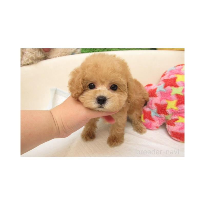 販売中の大阪府のトイプードル-403973