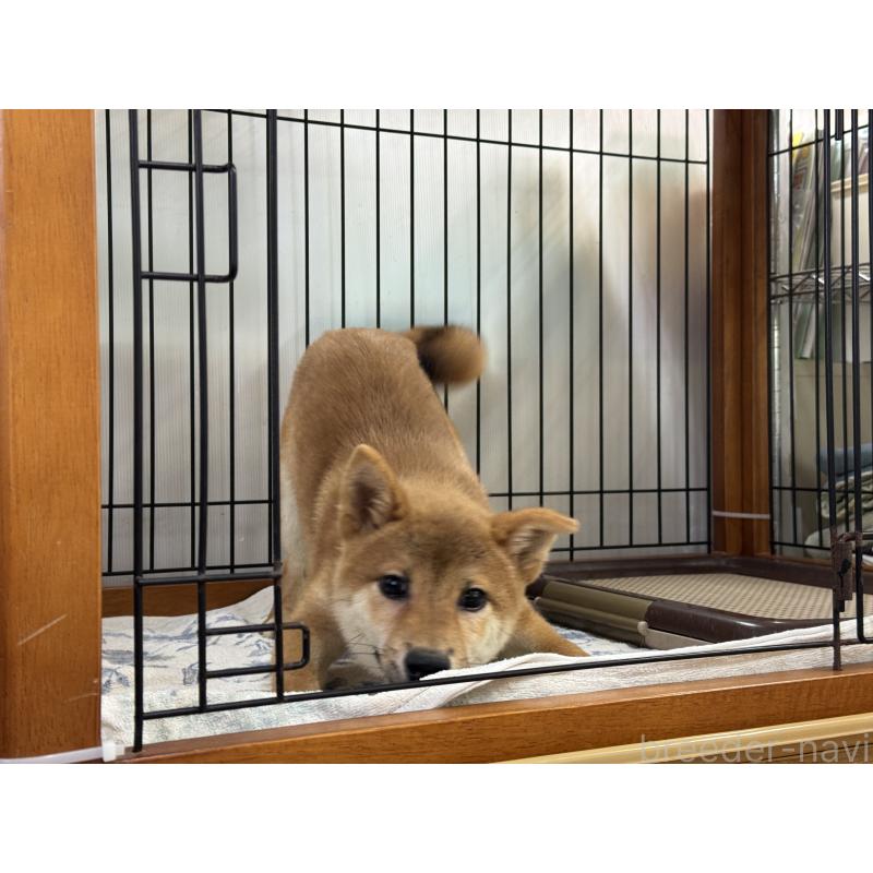 販売中の岡山県の柴犬-384347の3枚目