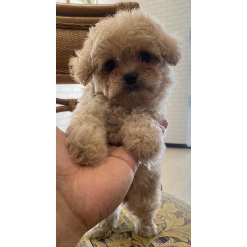 販売中の埼玉県のミックス犬-403987の7枚目