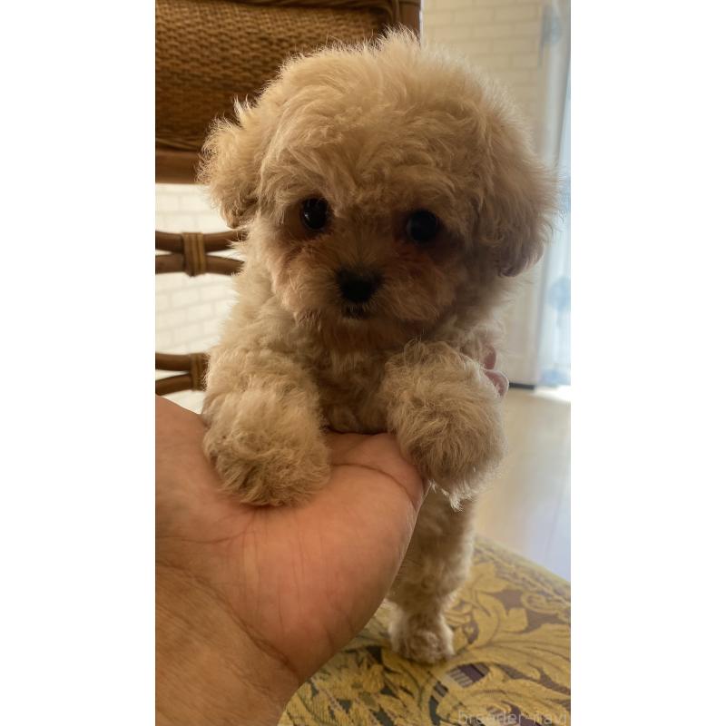 販売中の埼玉県のミックス犬-403987の5枚目