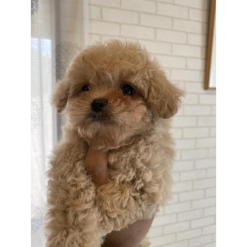 販売中の埼玉県のミックス犬-403987の4枚目