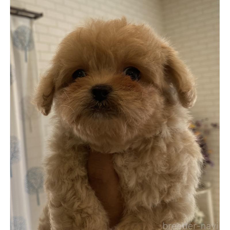 販売中の埼玉県のミックス犬-403987の3枚目