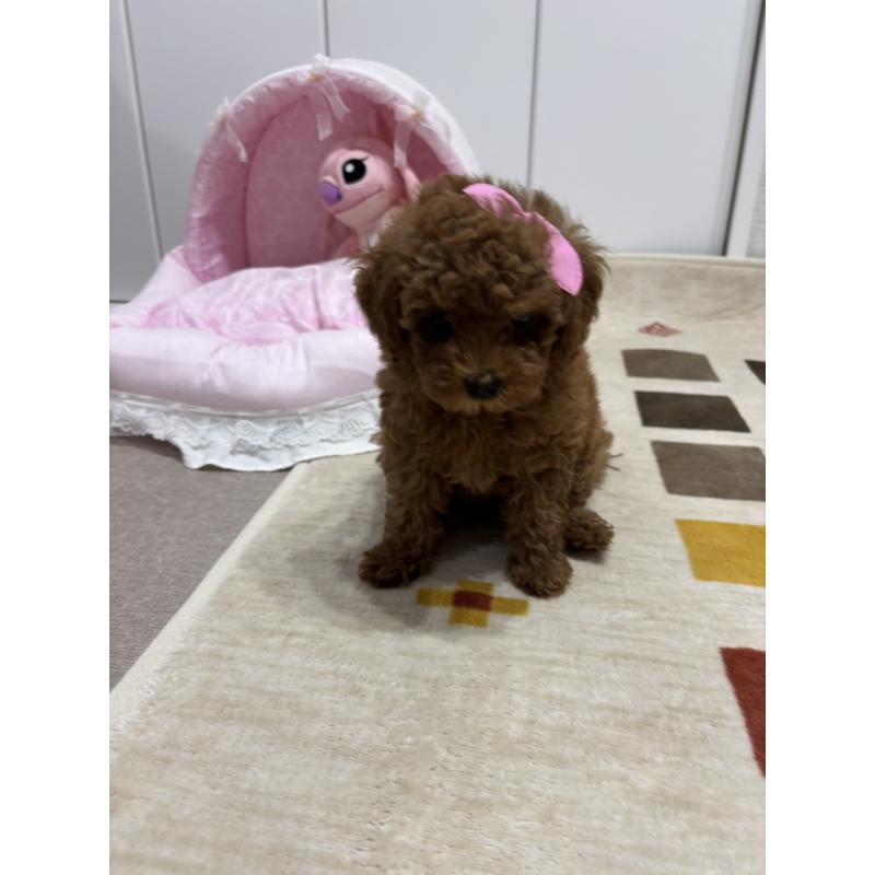 販売中の愛知県のトイプードル-403988の3枚目