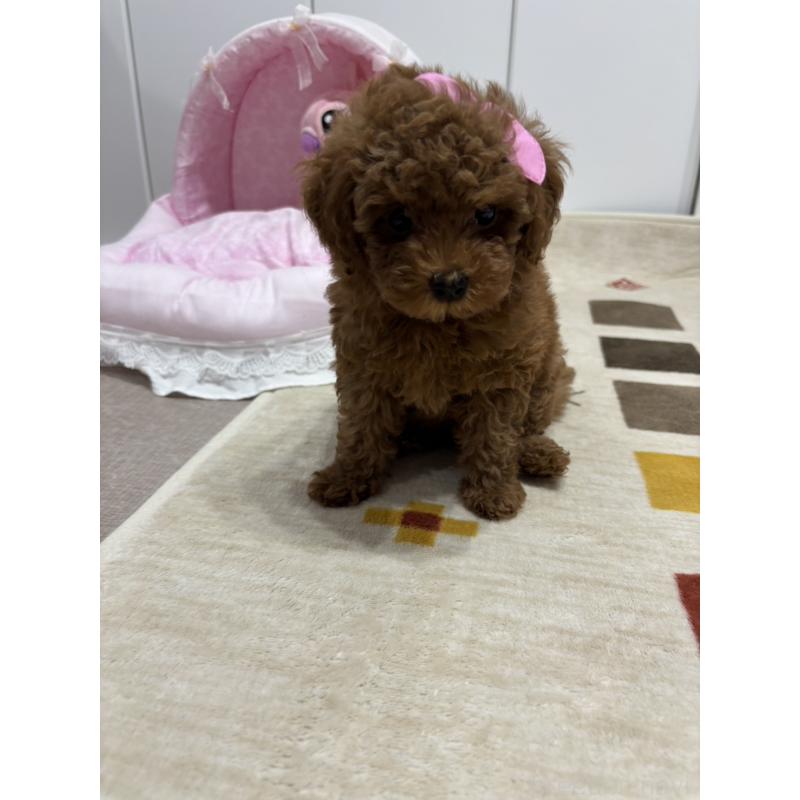 販売中の愛知県のトイプードル-403988