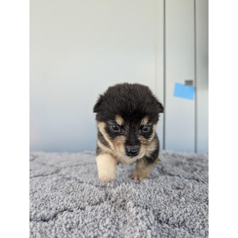 販売中の千葉県のミックス犬-404008の5枚目
