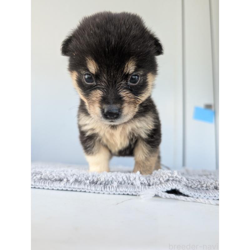販売中の千葉県のミックス犬-404008の4枚目