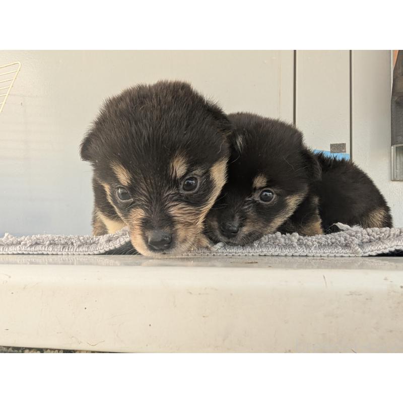 販売中の千葉県のミックス犬-404008の2枚目