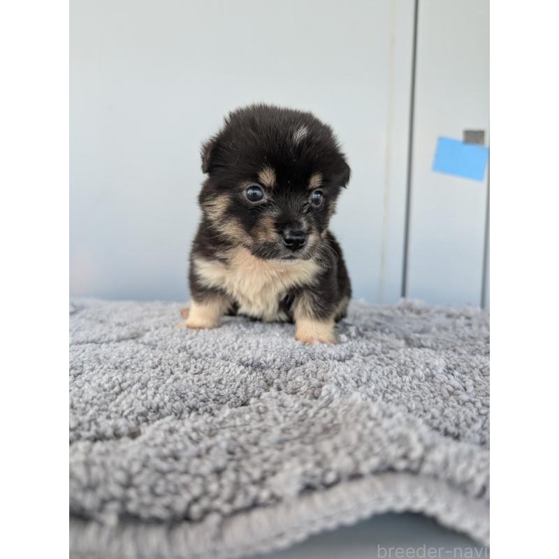 販売中の千葉県のミックス犬-404013の5枚目