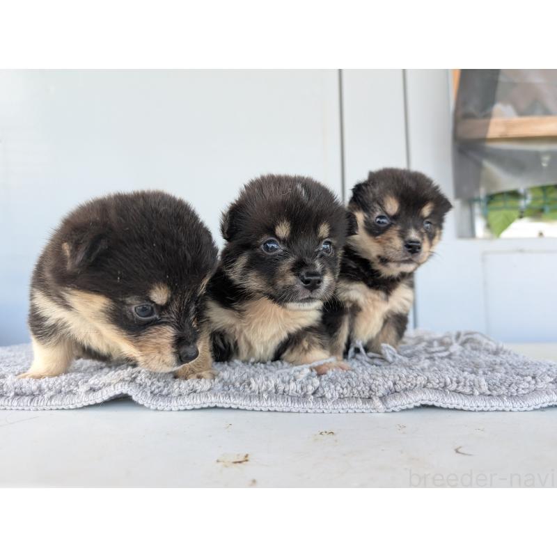 販売中の千葉県のミックス犬-404013の3枚目
