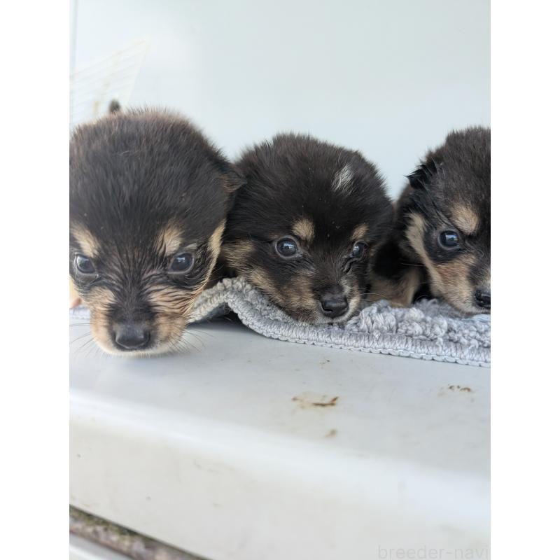 販売中の千葉県のミックス犬-404013の2枚目