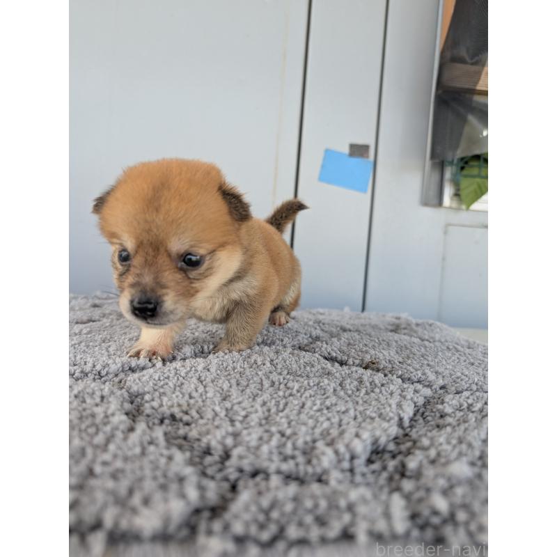 販売中の千葉県のミックス犬-404016の4枚目