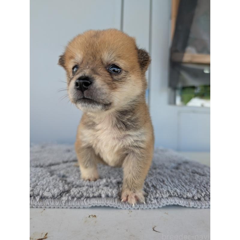 販売中の千葉県のミックス犬-404016の3枚目