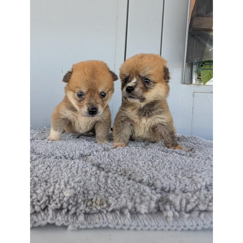販売中の千葉県のミックス犬-404016の2枚目