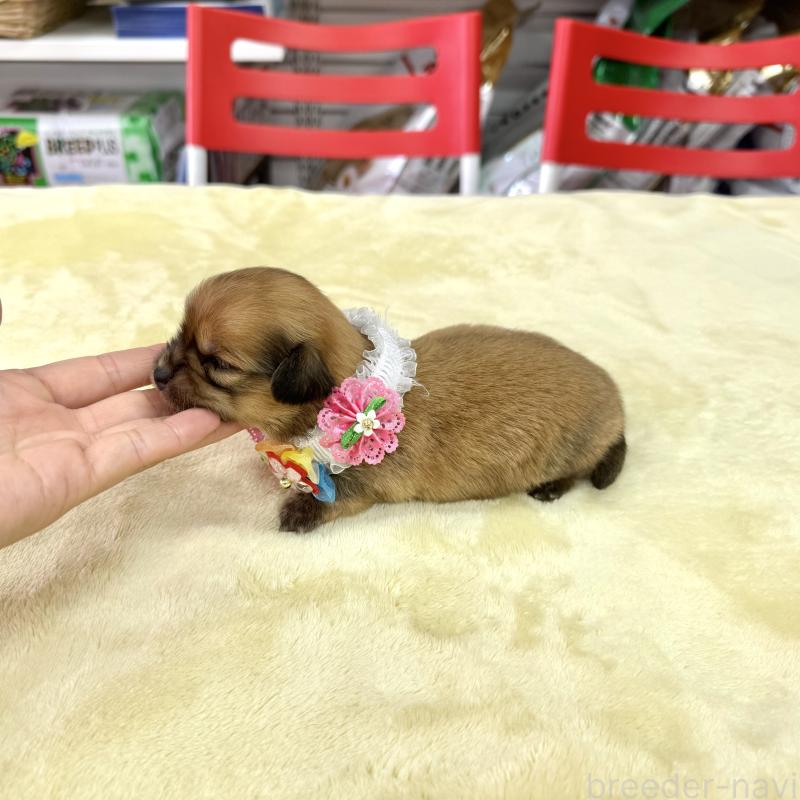 販売中の愛知県のチワックス:チワワ×ミニチュアダックスフンド-404018の5枚目